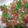 Mary's cooksnap of when they made Pico De Gallo Salsa.