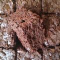 Muffinville's cooksnap of when they made Zucchini-Brownies.