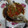 Cooksnap dari AxwellDanielle untuk resep Kerapu Steam Hongkong