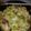 kathy.mccarthyryan's cooksnap of when they made Sausage corn and cabbage.