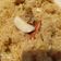 Priya Nagpal का कुकस्नैप जब उन्होंने चूरमा भोग (प्रसाद) (Churma bhog (Prasad) recipe in Hindi) बनाया था।