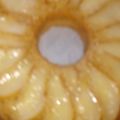 El cooksnap de mariana cuando hizo Torta invertida de manzanas.