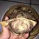 Cooksnap dari harfin untuk resep Marmer cake lembut anti gagal
