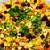 Suchi Shah's cooksnap of when they made ફણગાવેલા મગ નું સલાડ (Sprouted Mag Salad Recipe In Gujarati).