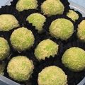 Cooksnap dari Gertrude Agnès untuk resep Klepon Cookies