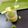 Kalpana Rai's cooksnap of when they made Cucumber lemonade.