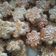 Cooksnap dari Halimah untuk resep Kue Kacang simple renyah,lembut, lumeer,,