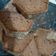 Cooksnap dari Pammy Pilatess untuk resep Bolu cokelat panggang