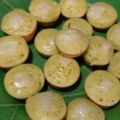 Cooksnap dari Kate untuk resep Kue Cubit persis abang-abang anti gagal