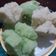 Cooksnap dari Wiludjeng Harsono untuk resep Kue mangkok (gluten free)