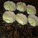 Cooksnap dari Rahmatika untuk resep Sifon Cake Pandan Lembut #keto ala Rantie