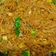Cooksnap dari santi wulandari untuk resep Bihun Goreng