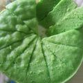 Cooksnap dari ine Ummu Najla untuk resep Bolu Pandan Kukus ~ Simpel, MurMer, Enaaakkk... 😊