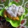 Cooksnap dari Adhitya Indrayana untuk resep Mango Sticky Rice