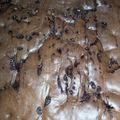 Cooksnap dari Betti Damanik untuk resep 44. Triple Choco Brownies Sungai Chocolatoz