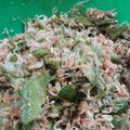Cooksnap dari dai sukve untuk resep Urap bumbu Tumis(Lebih awet dan tidak cepet basi)