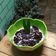 Cooksnap dari Nurul Hanif untuk resep Bubur Ketan Hitam #KamisManis
