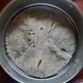 Ujwala Rangnekar's cooksnap of when they made भोगीची बाजरीची भाकरी(Bhogichi Bajrichi Bhakri Recipe In Marathi).
