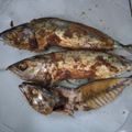 Cooksnap dari atma untuk resep Bandeng Bakar Teflon