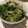 El cooksnap de Ileana GB cuando hizo Arroz con lentejas y lechuga.