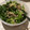 El cooksnap de Ileana GB cuando hizo Arroz con lentejas y lechuga.
