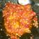 Cooksnap dari CAROLINE BEATRIX DAYANARA S CAROLINE untuk resep Sambel korek ala H.Slamet