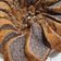 Cooksnap dari Rosalina Sulistyotuti untuk resep Chiffon Cake Ketan Hitam aka Black Glutinous Rice Chiffon Cake nikmat