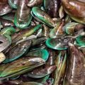 Cooksnap Nur Nadiah semasa beliau membuat Tumis lala ❤️.