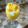 Cooksnap dari Inung Kartika untuk resep Jus mangga yogurt