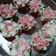 Cooksnap dari Dinda Ayu untuk resep Chocolate cake ala chef Farah Quinn (enak bgt, no egg== the best