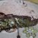 El cooksnap de Melody Vera cuando hizo Tarta de brócoli & quinoa & queso (bro-qui-cheese😂).