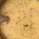 Vineeta का कुकस्नैप जब उन्होंने चना दाल कढ़ी (chana dal kadhi recipe in Hindi) बनाया था।