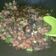 Cooksnap dari Mbok Yo untuk resep Yamin ayam jamur (topping)