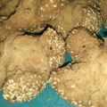 Cooksnap dari Elegk Rezegk untuk resep Kue onde2 ketawa ngakak