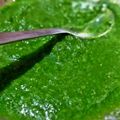  ~Sushma Mishra Home Chef का कुकस्नैप जब उन्होंने एलोवेरा की चटनी (Aloevera ki chutney recipe in hindi) बनाया था।