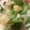 賴小孟 的 馬鈴薯炒白菜 cooksnap