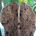 Cooksnap dari Nata Sofia untuk resep SOURDOUGH BROWNIE ARTISAN BREAD🌾