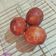 Cooksnap dari Erdiana Oktaviani untuk resep Keto Bitterballen