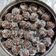 Disha Prashant Chavda's cooksnap of when they made ચોકલેટ બોલ (Chocolate Ball Recipe In Gujarati).