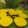 Cooksnap dari Rianty RiaNty untuk resep Kue Negro