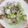 Esther Ya 的 蛤蜊絲瓜 cooksnap