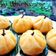 Cooksnap dari Dian Caroline untuk resep Kue Ang Ku Labu Kuning
