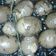 Cooksnap dari Bunda Ardhan untuk resep Ndog chit a.k.a telur bumbu petis