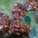 Cooksnap dari tatik mei untuk resep Kacang Goreng Pedas Manis