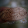 El cooksnap de PERLA PACELLO cuando hizo Pan con harina integral y Royal sin amasar, sin ensuciar.