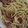 Cooksnap dari Dini untuk resep PASTA PESTO with garlic & sausages