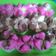 Cooksnap dari Nci Echy untuk resep Bolu kukus mekar super lembut anti gagal