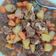 Cooksnap dari indriamaya untuk resep Semur Ayam Kecap Kentang Wortel