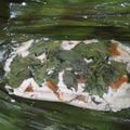 Cooksnap dari samantha dewi leony untuk resep Pepes Tahu Kemangi