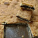 roni.filla's cooksnap of when they made Apricot Squares.
